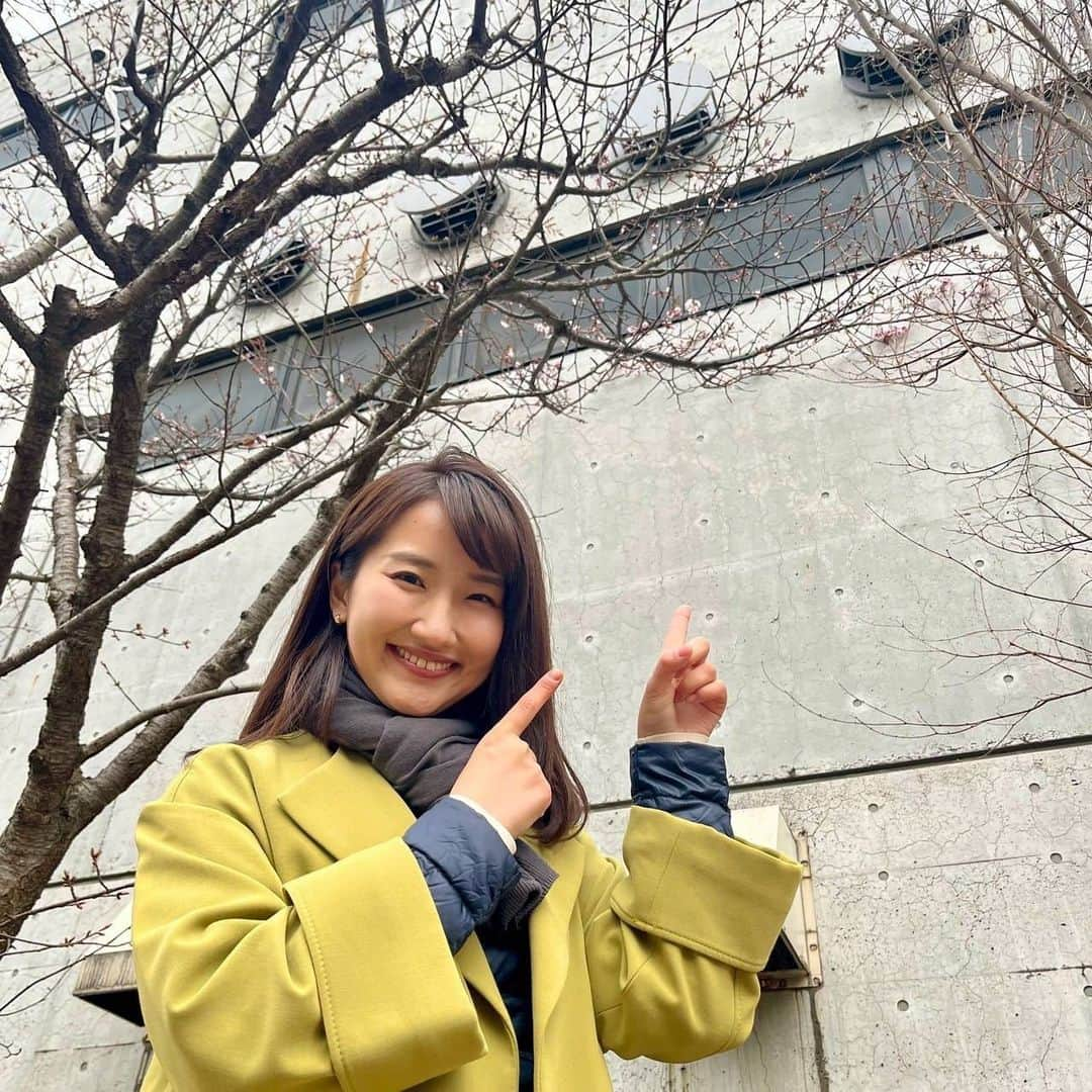 札幌テレビ「どさんこワイド朝」さんのインスタグラム写真 - (札幌テレビ「どさんこワイド朝」Instagram)「🌸🌸🌸🌸 4月15日(金)の放送では、西尾アナが早咲きの桜を求めて外に飛び出しました！  写真は地下鉄宮の沢駅の6番出口のすぐそば！カワイイ花が咲いてましたよ〜！  #どさんこワイド朝 #桜 #札幌 #早咲き #西尾優希」4月15日 9時33分 - dosanko_asa