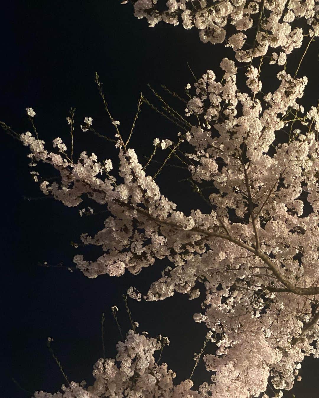ハン・ヒョジュさんのインスタグラム写真 - (ハン・ヒョジュInstagram)「2022년 봄, 찬란한 벚꽃 🌸」4月15日 13時55分 - hanhyojoo222
