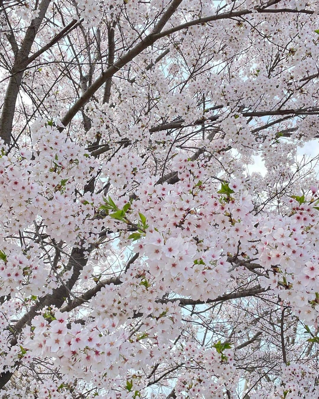 キム・ボラさんのインスタグラム写真 - (キム・ボラInstagram)「촬영지에도 꽃이 활짝, 매년 맞이하는 계절이지만 매번 놀라는 중. 계절은 반복되는 것들 중 가장 흥미롭다.」4月16日 15時25分 - kim_bora95