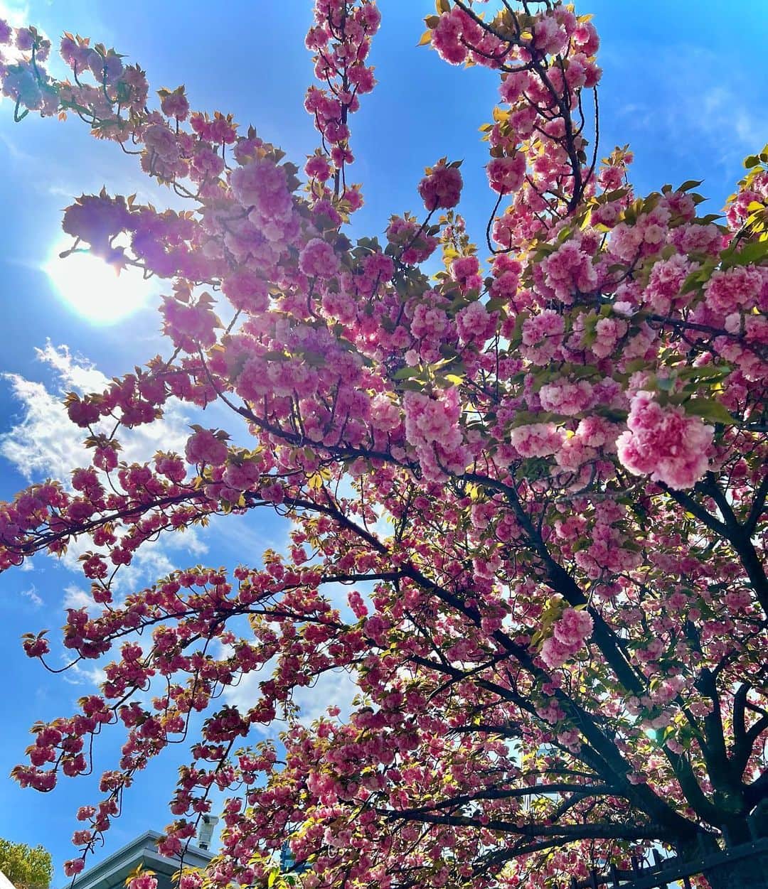 東留伽さんのインスタグラム写真 - (東留伽Instagram)「今夜は満月が見られそうですね🌕 ． ピンクの花が咲く頃の満月だから、ピンクムーン。可愛い。🌸 ． ． 今日の旅サラダの衣装は、少しモダンなお花柄のスカートでした。 薄いグリーンが春らしい🌱 ． ． ． 放送終わりに造幣局の方へ行ったのですが、桜の通り抜けは一部葉桜になっていたもののまだまだ綺麗に咲いていました😌 ． ． お花とお月見。 皆さんも見られるといいな〜 ． #旅サラダ #コレうまの旅 #造幣局 #桜 #桜の通り抜け  #春 #春らしいコーデ #アナウンサー #衣装 #ABC  #ピンクムーン #満月」4月16日 19時19分 - azumaruka_abc