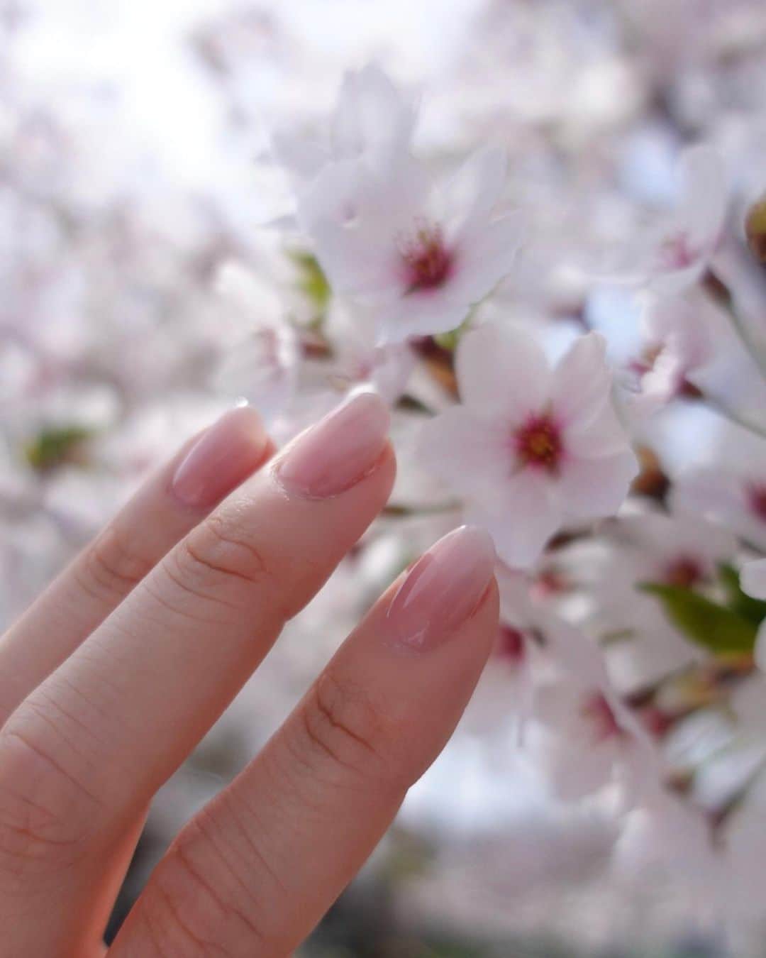 的場絢香さんのインスタグラム写真 - (的場絢香Instagram)「* ⁡ 花びらネイル♡ ⁡ ピンクと白のグラデーション🌸  _ _ _ #ネイル #花びらネイル」4月16日 20時01分 - ayaka_matoba