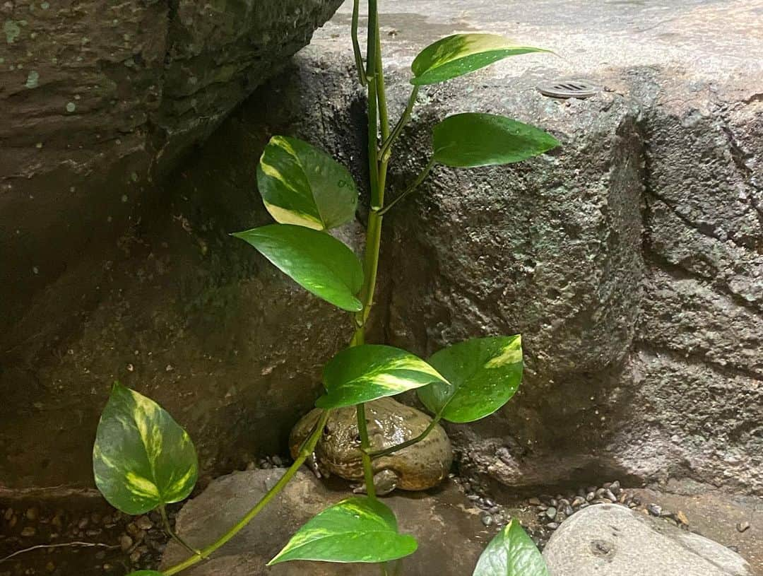 真奈さんのインスタグラム写真 - (真奈Instagram)「動物園で植物とカエルに 心持ってかれる…🐸🌼  #東山動物園」4月17日 19時26分 - manatmnt0116