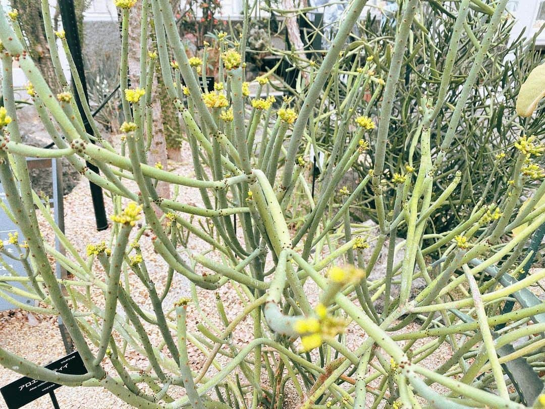 真奈さんのインスタグラム写真 - (真奈Instagram)「動物園で植物とカエルに 心持ってかれる…🐸🌼  #東山動物園」4月17日 19時26分 - manatmnt0116