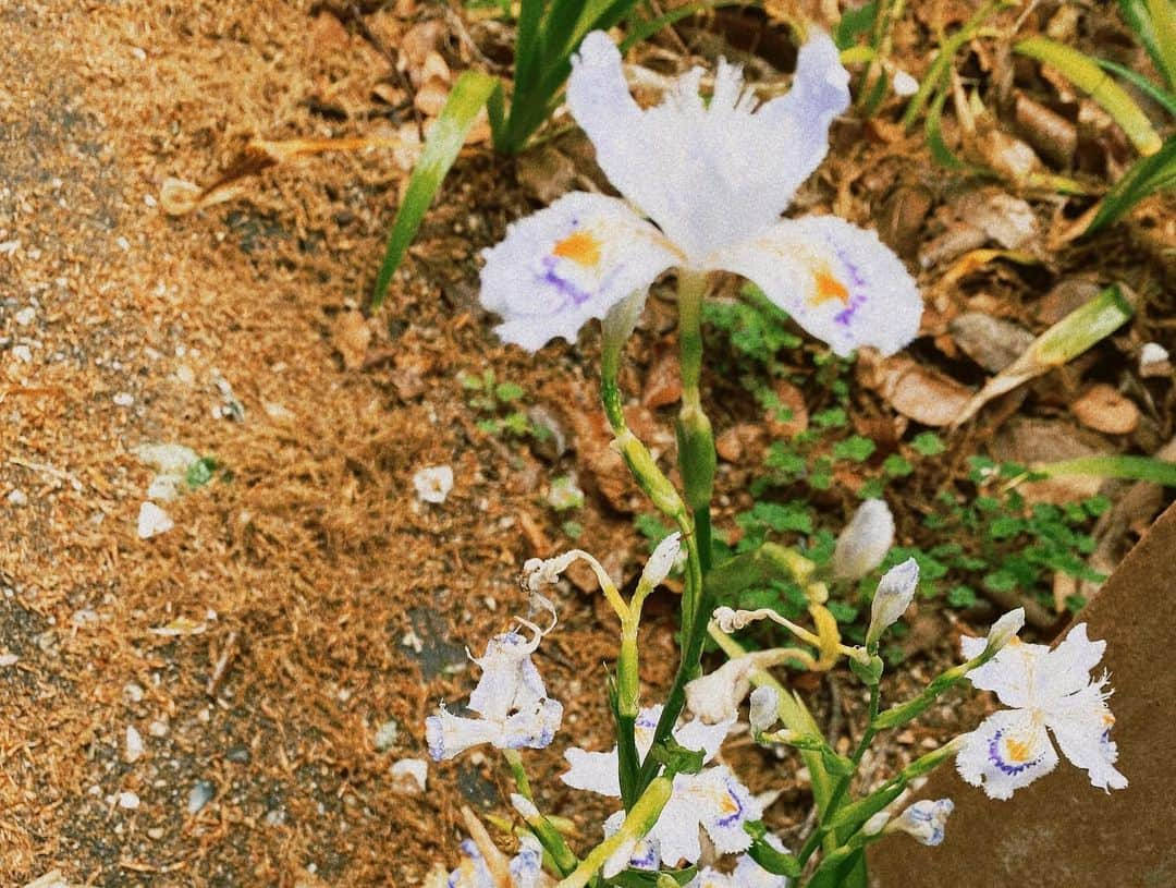 真奈さんのインスタグラム写真 - (真奈Instagram)「動物園で植物とカエルに 心持ってかれる…🐸🌼  #東山動物園」4月17日 19時26分 - manatmnt0116