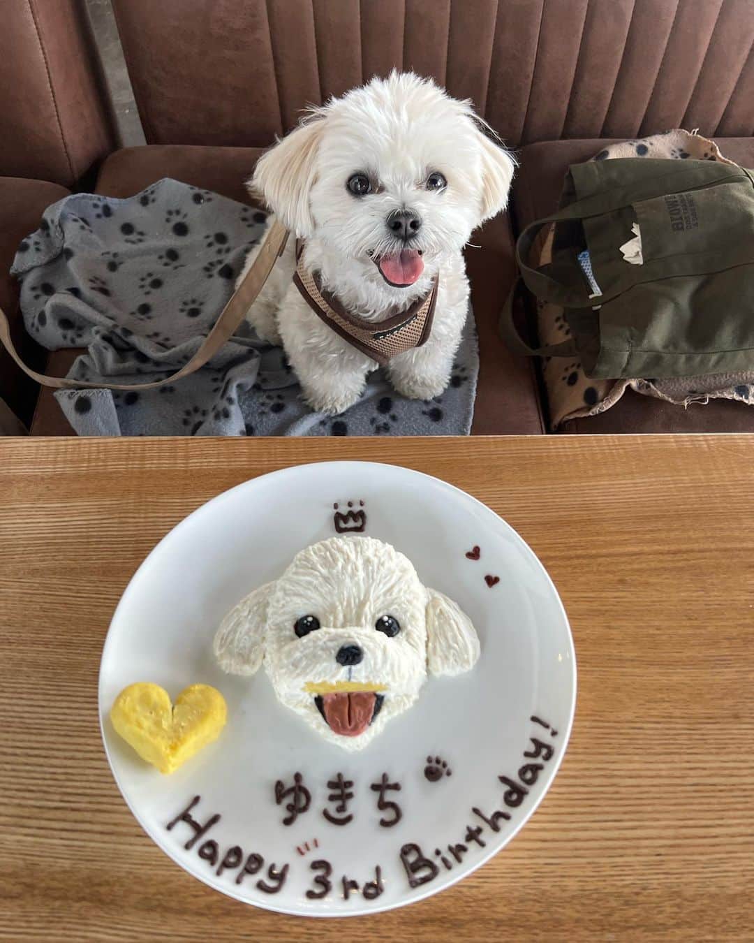 山田菜々さんのインスタグラム写真 - (山田菜々Instagram)「ゆきちお誕生日ケーキ🎂♡  そっくりすぎてかわいすぎる🥲💕 ありがとうございました〜✨  みんなからどこのカフェですか？とたくさん来ていたのでタグ付けしておきますねっ☕️♡  もちろん、わんちゃんが全て食べられるもので作られています🤤  #犬ケーキ #happybirthday #aneacafe #aneacafe白金 #白金カフェ #白金ランチ」4月17日 22時41分 - tannana.yamada
