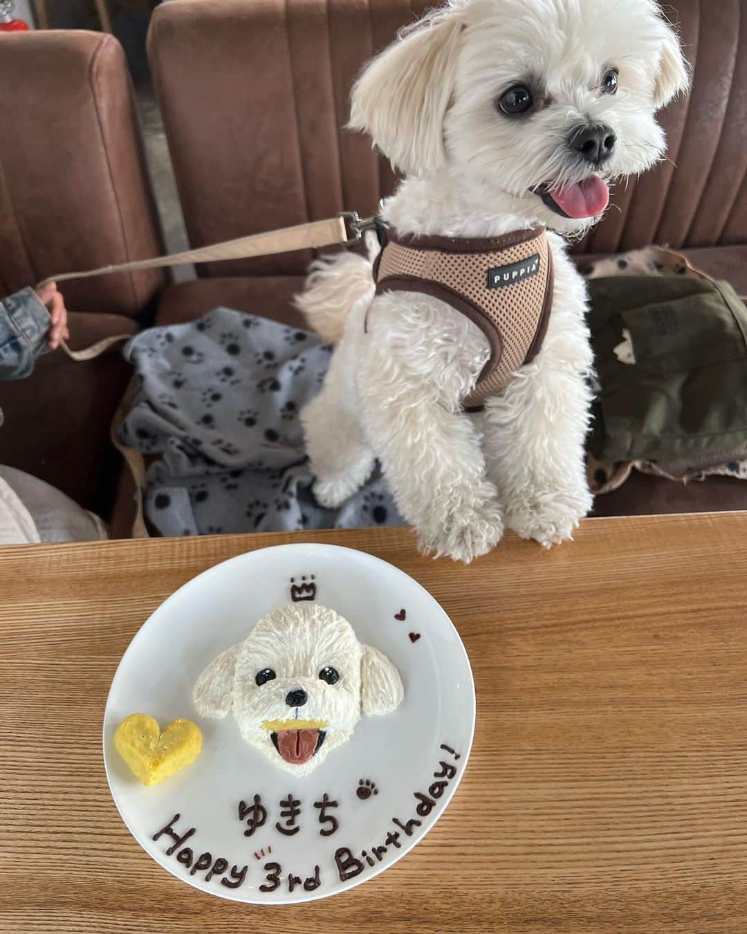 山田菜々さんのインスタグラム写真 - (山田菜々Instagram)「ゆきちお誕生日ケーキ🎂♡  そっくりすぎてかわいすぎる🥲💕 ありがとうございました〜✨  みんなからどこのカフェですか？とたくさん来ていたのでタグ付けしておきますねっ☕️♡  もちろん、わんちゃんが全て食べられるもので作られています🤤  #犬ケーキ #happybirthday #aneacafe #aneacafe白金 #白金カフェ #白金ランチ」4月17日 22時41分 - tannana.yamada