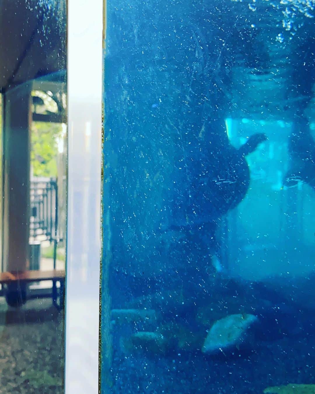 森泉さんのインスタグラム写真 - (森泉Instagram)「スッポンもどきの水槽のアクリルの厚さは2㎝もあるんだよ♪水槽の大きさは200㎝×90㎝！」4月18日 10時29分 - izumi.mori