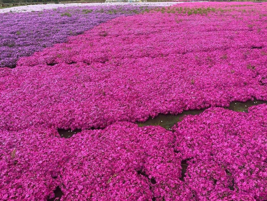 植竹希望 さんのインスタグラム写真 - (植竹希望 Instagram)「今日は頭が疲れていたので私の好きなお花を見ながらお散歩してきました🌸 頭も身体もグッタリしていたので今日だけはお休みさせてもらいました。 リフレッシュ出来たので明日からまた筋トレと練習頑張ります⛳️  #お花 #散歩 #曇り空」4月18日 21時41分 - nozoooomi_nonsuke