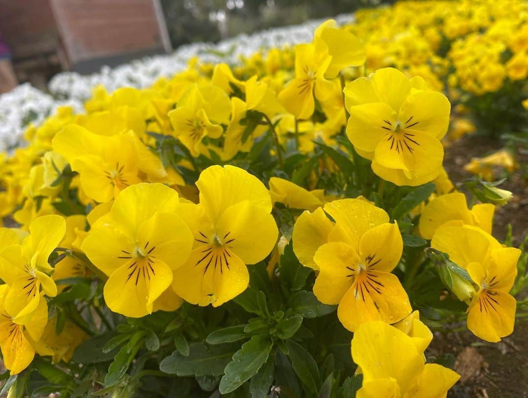 植竹希望 さんのインスタグラム写真 - (植竹希望 Instagram)「今日は頭が疲れていたので私の好きなお花を見ながらお散歩してきました🌸 頭も身体もグッタリしていたので今日だけはお休みさせてもらいました。 リフレッシュ出来たので明日からまた筋トレと練習頑張ります⛳️  #お花 #散歩 #曇り空」4月18日 21時41分 - nozoooomi_nonsuke