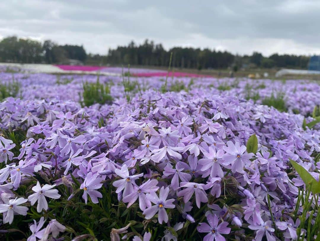 植竹希望 さんのインスタグラム写真 - (植竹希望 Instagram)「今日は頭が疲れていたので私の好きなお花を見ながらお散歩してきました🌸 頭も身体もグッタリしていたので今日だけはお休みさせてもらいました。 リフレッシュ出来たので明日からまた筋トレと練習頑張ります⛳️  #お花 #散歩 #曇り空」4月18日 21時41分 - nozoooomi_nonsuke