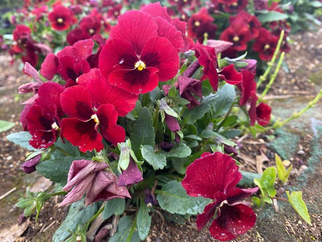 植竹希望 さんのインスタグラム写真 - (植竹希望 Instagram)「今日は頭が疲れていたので私の好きなお花を見ながらお散歩してきました🌸 頭も身体もグッタリしていたので今日だけはお休みさせてもらいました。 リフレッシュ出来たので明日からまた筋トレと練習頑張ります⛳️  #お花 #散歩 #曇り空」4月18日 21時41分 - nozoooomi_nonsuke