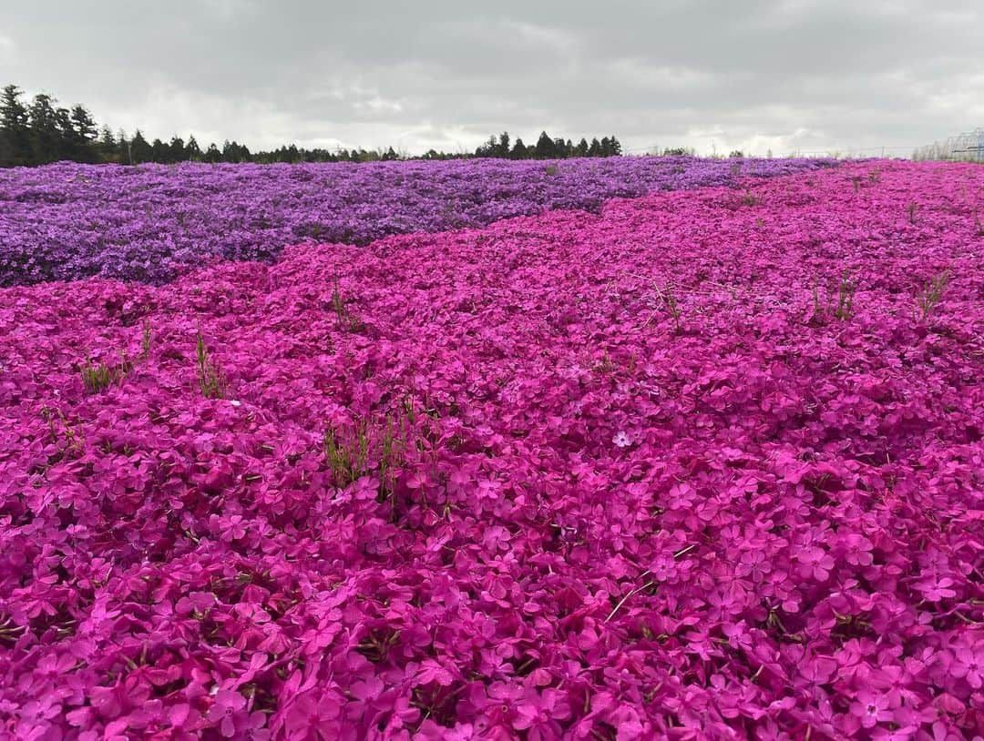 植竹希望 さんのインスタグラム写真 - (植竹希望 Instagram)「今日は頭が疲れていたので私の好きなお花を見ながらお散歩してきました🌸 頭も身体もグッタリしていたので今日だけはお休みさせてもらいました。 リフレッシュ出来たので明日からまた筋トレと練習頑張ります⛳️  #お花 #散歩 #曇り空」4月18日 21時41分 - nozoooomi_nonsuke