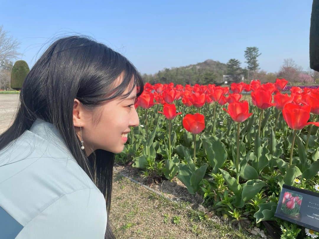 安部若菜さんのインスタグラム写真 - (安部若菜Instagram)「🌷 年々お花が好きになっていきます♡  1番好きなのはネモフィラ！ 見にいきたいな〜  #チューリップ #チューリップ畑#花 #🌷」4月18日 22時30分 - _wakapon_