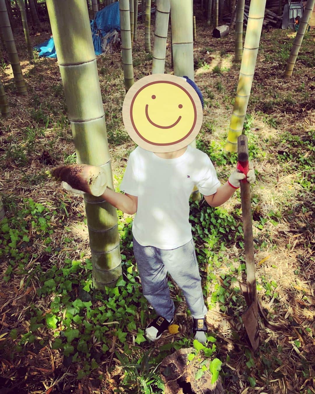 釈由美子さんのインスタグラム写真 - (釈由美子Instagram)「先週末、横浜の いつもお世話になっている農家さんの竹林で👨‍🌾  たけのこ掘りをさせて頂きました☺️  息子が3歳の頃から 毎年春になると  筍掘り体験をしていますが  今年は特に豊作だったようで  にょきにょき 可愛い頭をたくさん出していました😆  まだ息子がちっちゃかった頃は  親が掘るのを興味深く 眺めるだけでしたが👀💡  もう5歳になると たくましいもので  スコップやシャベルを使って器用に すぽーん！！と立派な筍を抜いていて感心しました✨😮⤴️  ひとつの自然体験でも 同じ体験を繰り返すことで  毎年、成長が感じられて嬉しいですね👍✨  10本近くどっさり頂いてきた筍は ご近所さんにお裾分けした後、  我が家でも筍ご飯や お味噌汁、若竹煮にして  美味しく頂きました😋  採れたての新鮮な筍は えぐみもなく  とうもろこし🌽のように 甘くて最高です😍❤️  息子にも  土に触れて 体を動かし  エネルギーに満ちた旬の食材を 収穫した後は  “春の味“を美味しく味わってもらいながら  春🌸の訪れを  体中で めいいっぱい 感じてもらえたらと願っています😌🌱☀️  #筍掘り #たけのこ掘り体験  #横浜で筍掘り #自然豊かな環境に感謝 🙏✨ #横浜子育て」4月19日 12時35分 - yumikoshaku