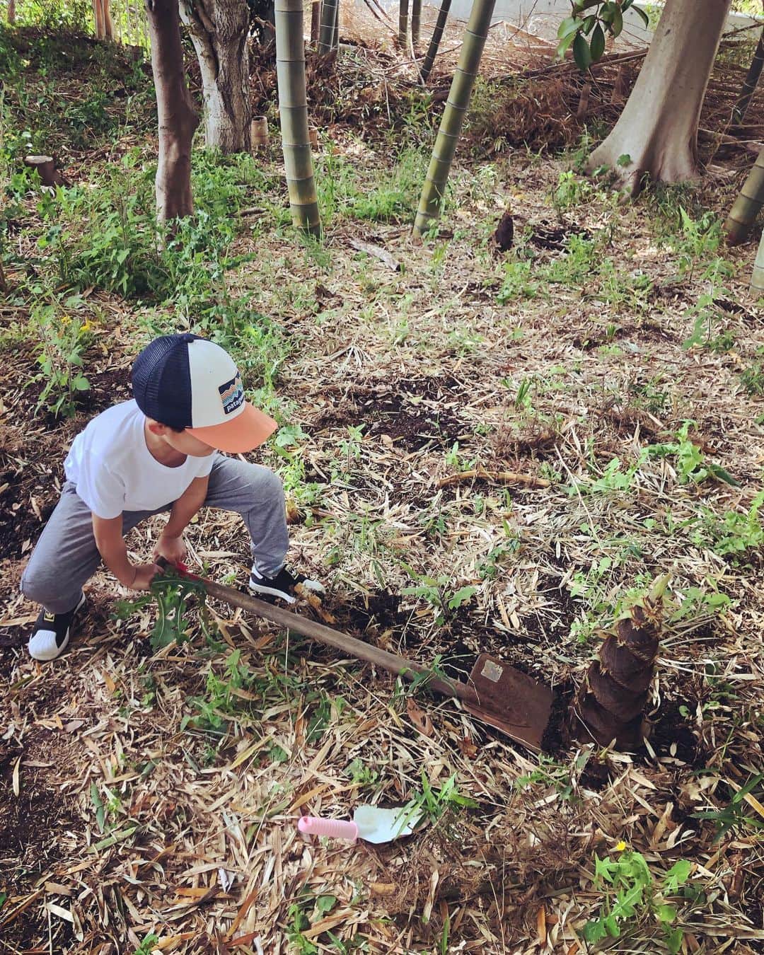 釈由美子さんのインスタグラム写真 - (釈由美子Instagram)「先週末、横浜の いつもお世話になっている農家さんの竹林で👨‍🌾  たけのこ掘りをさせて頂きました☺️  息子が3歳の頃から 毎年春になると  筍掘り体験をしていますが  今年は特に豊作だったようで  にょきにょき 可愛い頭をたくさん出していました😆  まだ息子がちっちゃかった頃は  親が掘るのを興味深く 眺めるだけでしたが👀💡  もう5歳になると たくましいもので  スコップやシャベルを使って器用に すぽーん！！と立派な筍を抜いていて感心しました✨😮⤴️  ひとつの自然体験でも 同じ体験を繰り返すことで  毎年、成長が感じられて嬉しいですね👍✨  10本近くどっさり頂いてきた筍は ご近所さんにお裾分けした後、  我が家でも筍ご飯や お味噌汁、若竹煮にして  美味しく頂きました😋  採れたての新鮮な筍は えぐみもなく  とうもろこし🌽のように 甘くて最高です😍❤️  息子にも  土に触れて 体を動かし  エネルギーに満ちた旬の食材を 収穫した後は  “春の味“を美味しく味わってもらいながら  春🌸の訪れを  体中で めいいっぱい 感じてもらえたらと願っています😌🌱☀️  #筍掘り #たけのこ掘り体験  #横浜で筍掘り #自然豊かな環境に感謝 🙏✨ #横浜子育て」4月19日 12時35分 - yumikoshaku