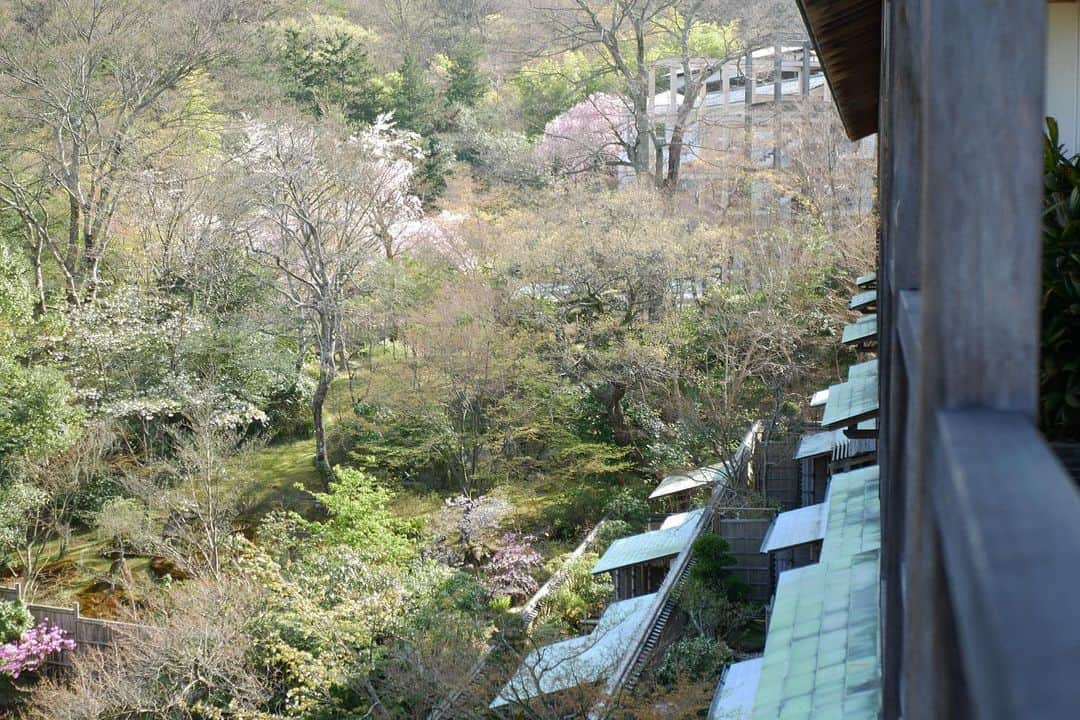 仲村美香さんのインスタグラム写真 - (仲村美香Instagram)「少し前に旦那さんの誕生日祝い& 産前旅行に行ってきました♡ この時の箱根は桜が満開で、 気温も20度以上あって ぽかぽか日和でした🤤🌸 夫婦で出掛ける日はいつも雨だから めちゃめちゃ珍しい。笑 旅館から出ずにゆっくり過ごした1日♡ ・ ・ ・ ・ #強羅花壇#箱根#箱根旅行#産前旅行 #国内旅行」4月19日 16時53分 - mikapu0519