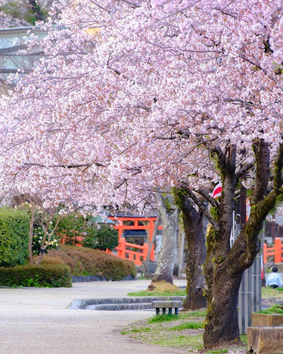 SHOCK EYEさんのインスタグラム写真 - (SHOCK EYEInstagram)「先日、とあるテレビ番組の撮影で桜満開の富士山本宮浅間大社に⛩🌸✨  運良く冠雪の富士山も見えて、、富士山、桜、鳥居の三重奏✨✨  日本の原風景、といった感じ。 ありがたい🙏  全国に1300社以上ある浅間神社の総本宮は今日も凄かった。 美しかった。  番組の詳細はまた後日＾＾  #富士山本宮浅間大社 #浅間神社 #富士山 #神社 #shrine #mtfuji #fujisan #japantravel #japantrip #fujifilm #gfx100s #xs10 #beautifuldestinations #discoverjapan #discoverearth #voyaged #awesome_photographers #IamATraveler #wonderful_places #japanphoto #japanphotography #japan_of_insta #livingonearth #theglobewanderer #worldheritage」4月19日 18時59分 - shockeye_official
