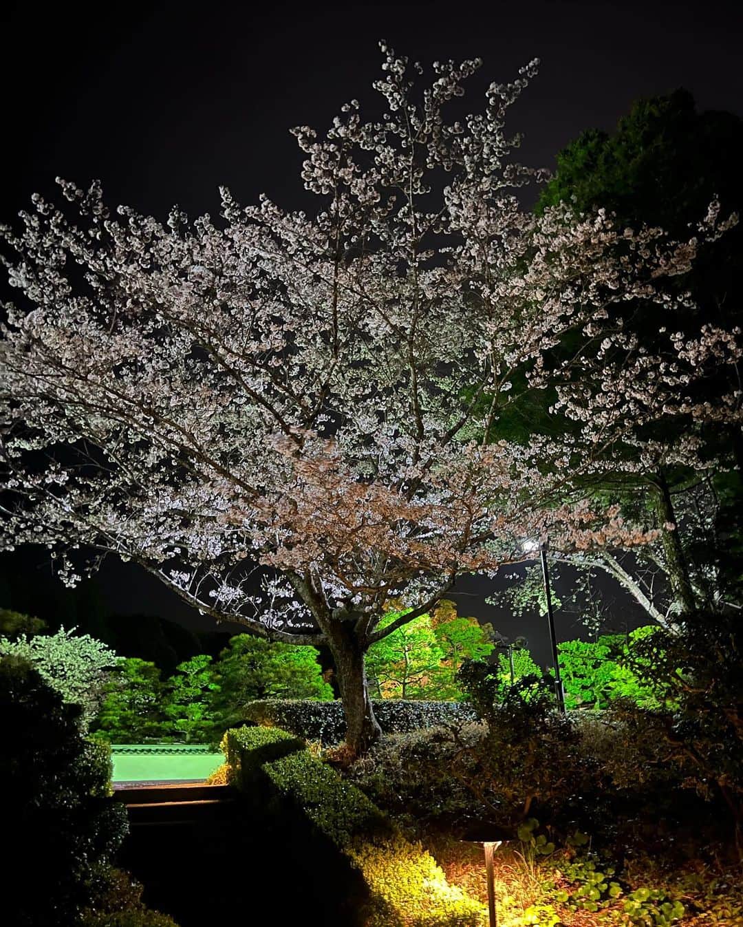 ユンチェヨンさんのインスタグラム写真 - (ユンチェヨンInstagram)「- 행복했던 봄날  이뻤던 벚꽃들 🌸  잘가, 2022년 나의 봄」4月20日 21時40分 - cyyoon35