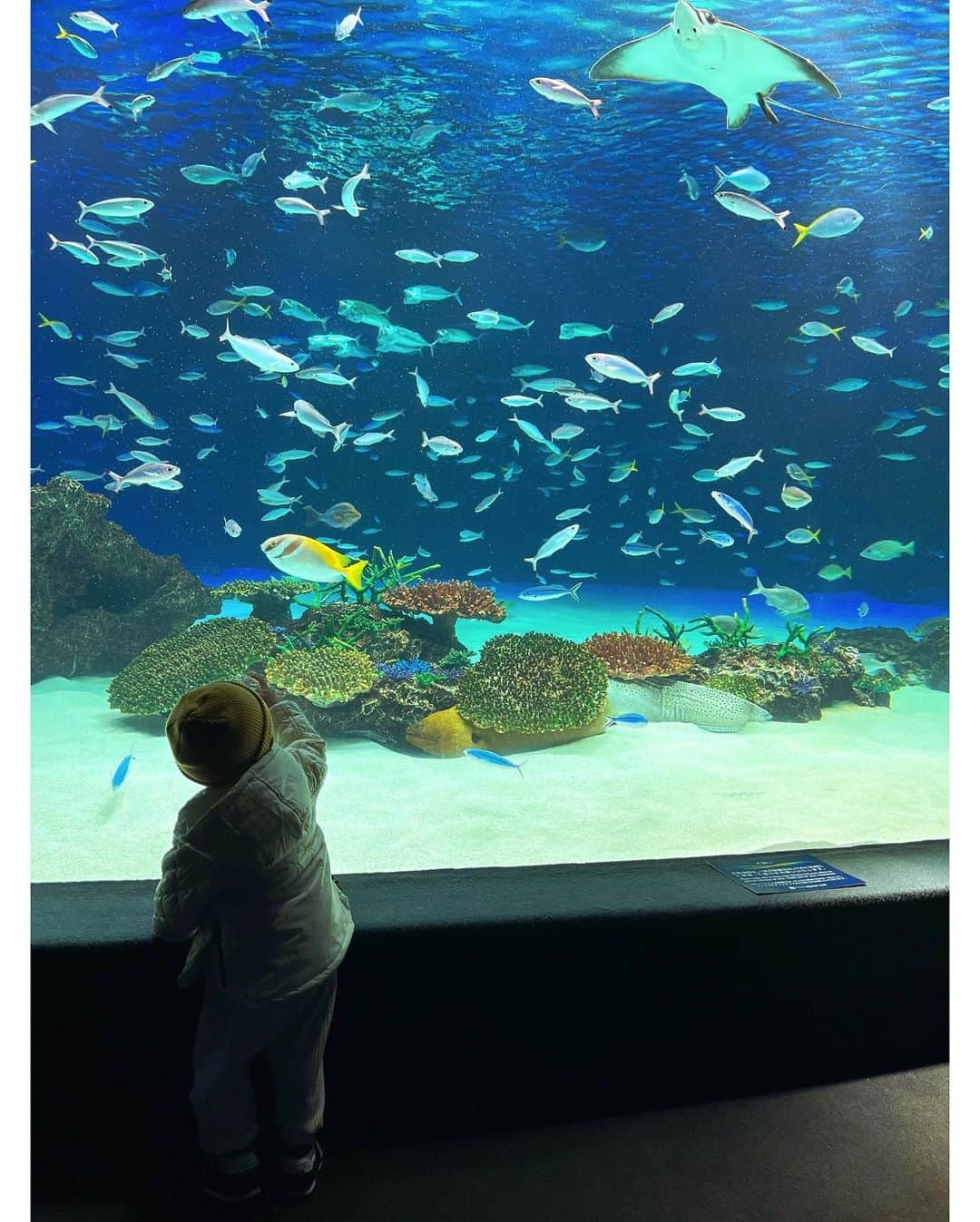 武田奈也さんのインスタグラム写真 - (武田奈也Instagram)「ㅤ 　 　 　 　 お魚大好き🐠🤍 　 空飛ぶペンギンかわいかったな😍😍 　 👦は 「昨日アシカ見たねー」って毎日言ってます🥰🌷 でも見たのは多分アザラシ🦭 　 　 また行きたいね🌼🌼 　 　 　 ㅤ 　  #サンシャイン水族館」4月21日 13時49分 - nana___takeda