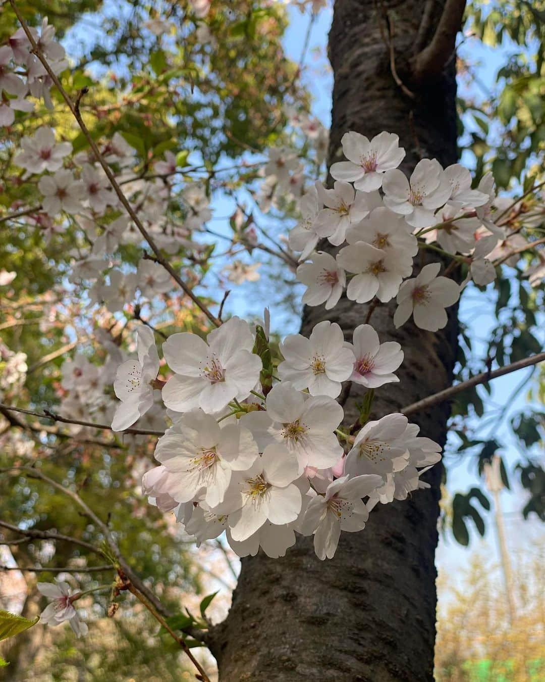 芹那さんのインスタグラム写真 - (芹那Instagram)「🏯🌸🏯  桜がまだ少し残っているときに 行ってきた🤍京都は私でも知っている歴史上の人物に関する景色がたくさんあってその時を想像するとうっかり令和ということを忘れられる#タイムスリップ できるっぽい また近々京都観光行きます🌱🌿新緑の京都💚  #城 #伏見城 #伏見桃山城 #伏見桃山 #豊臣秀吉 #徳川家康 #関ヶ原の戦い #安土桃山時代 #石田三成 #京都観光 #京都旅行 #京都散策 #歴史 #日本史 #京都好きな人と繋がりたい」4月21日 23時04分 - serinaofficial