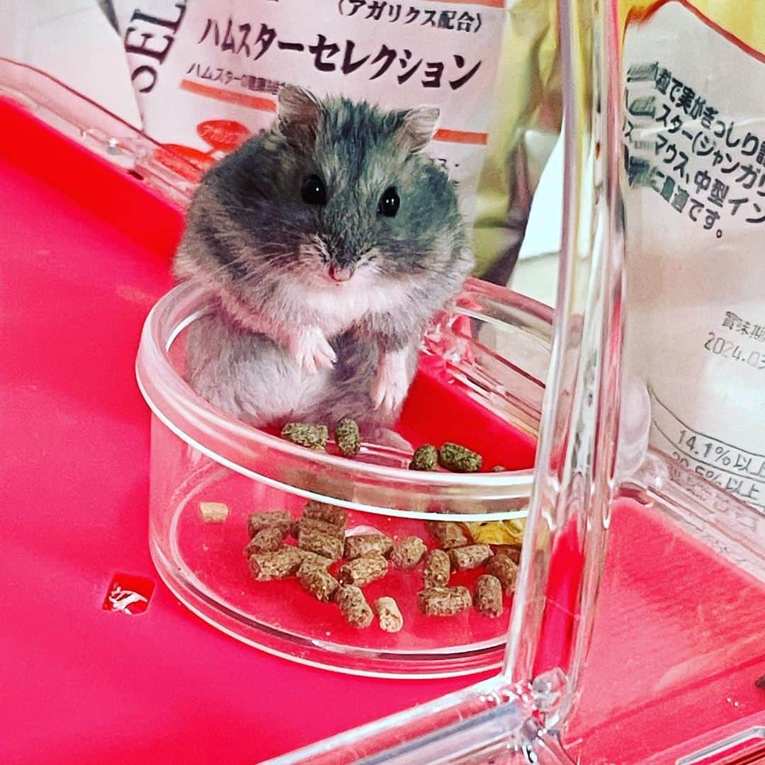 永井美奈子さんのインスタグラム写真 - (永井美奈子Instagram)「🐹 我が家に3代目のハムスターが やって来ました。 娘がMURU(ムル)と命名  初代プリッツ 2代目ポッキーが亡くなって あまりの落胆に しばらく新しいペットは お迎えできなかったのですが 2年ぶりにやって来た ムルちゃん🐹  ブルーサファイアという種類で 甘噛みするので まだまだ慣れるまで 時間はかかりそうですが やはり癒されますねぇ🐹  初代プリッツは一緒に手の中で お昼寝できるくらいでした。 早くうちに慣れてね😊  #ハムスター  #ハムスターのいる生活  #ブルーサファイアハムスター  #🐹  #ブルーサファイア」4月22日 8時36分 - nagaiminako.com375