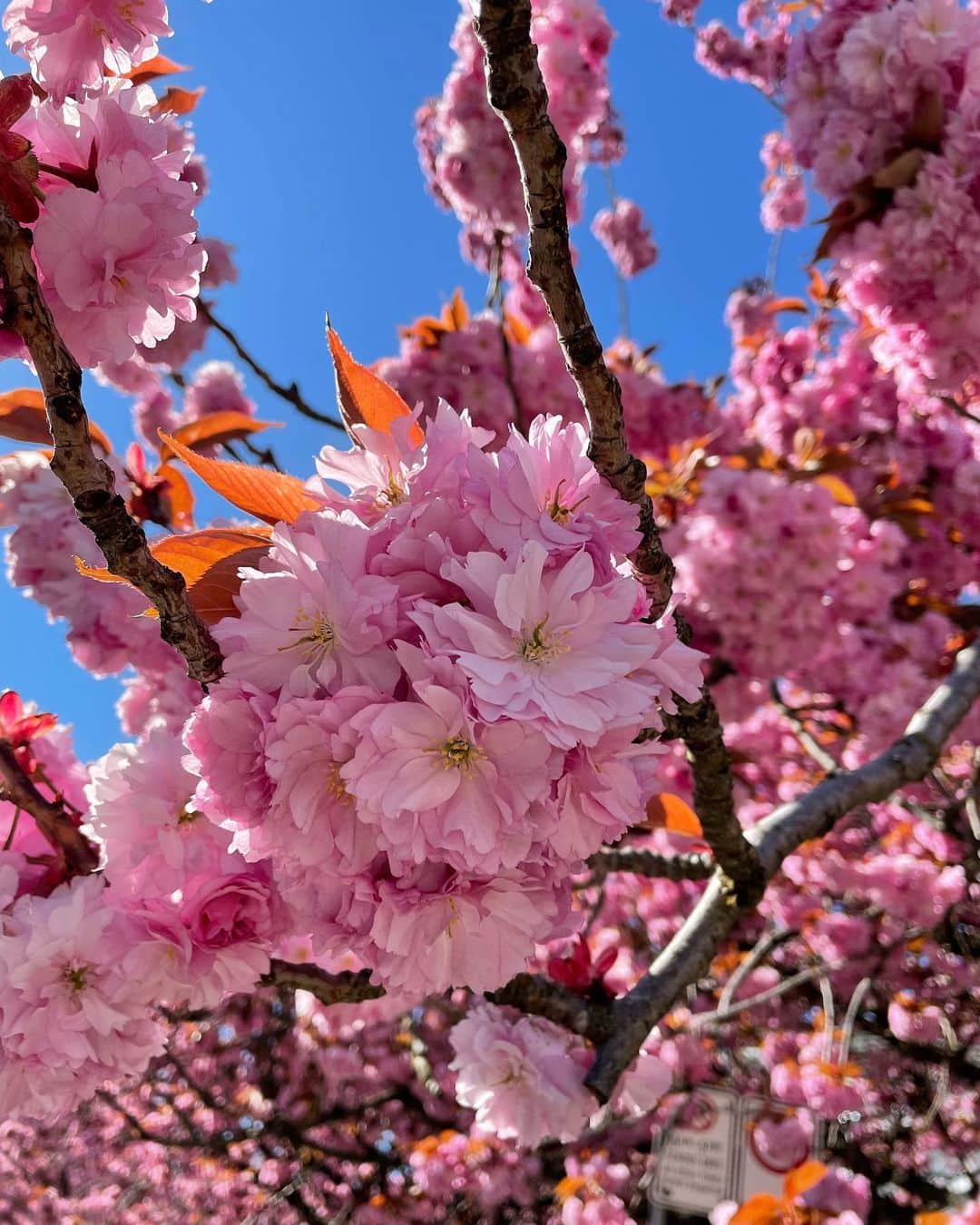 光浦靖子さんのインスタグラム写真 - (光浦靖子Instagram)「花が綺麗すぎる。 Stunning flowers」4月22日 13時15分 - yasukomitsuura