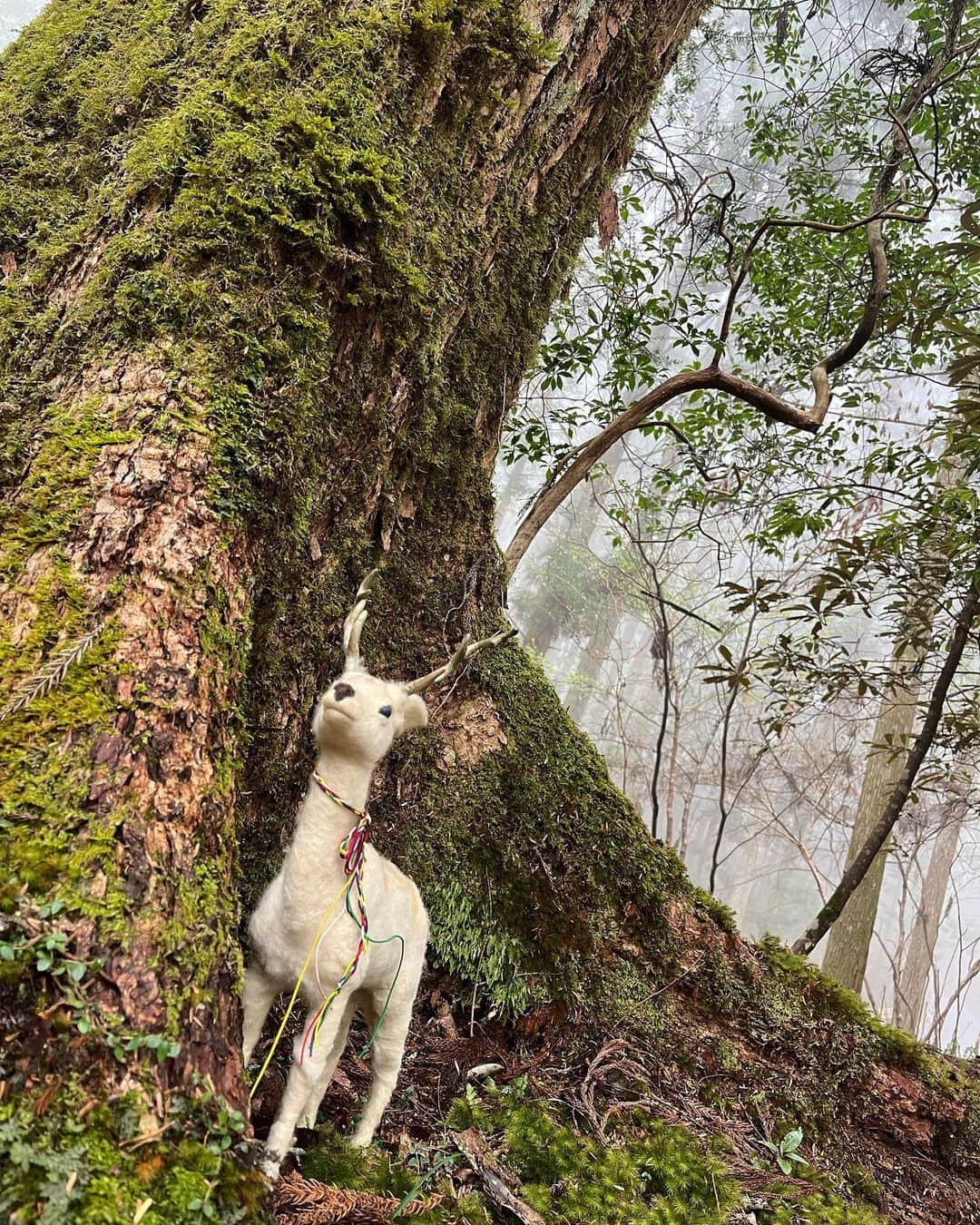 馬場典子さんのインスタグラム写真 - (馬場典子Instagram)「小さな鹿さんも発見  #馬場典子 #ばばちゃんネル」4月22日 14時01分 - baba_channel