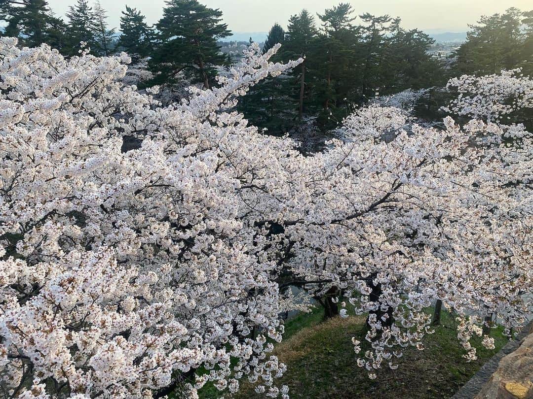 じろうさんのインスタグラム写真 - (じろうInstagram)「弘前の桜はもりもり満開。 いい時に見れました。 カメラマンで加賀くん連れてくればよかった。」4月23日 0時18分 - sissonne_jiro