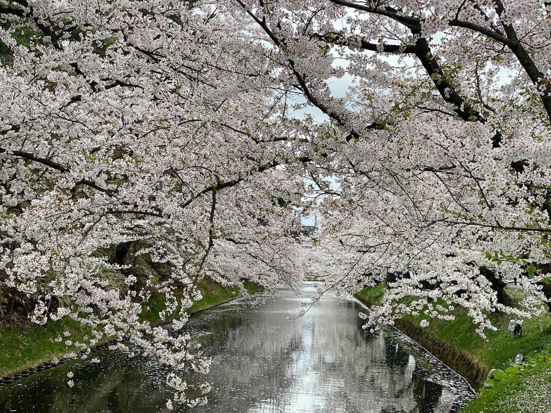 じろうさんのインスタグラム写真 - (じろうInstagram)「弘前の桜はもりもり満開。 いい時に見れました。 カメラマンで加賀くん連れてくればよかった。」4月23日 0時18分 - sissonne_jiro