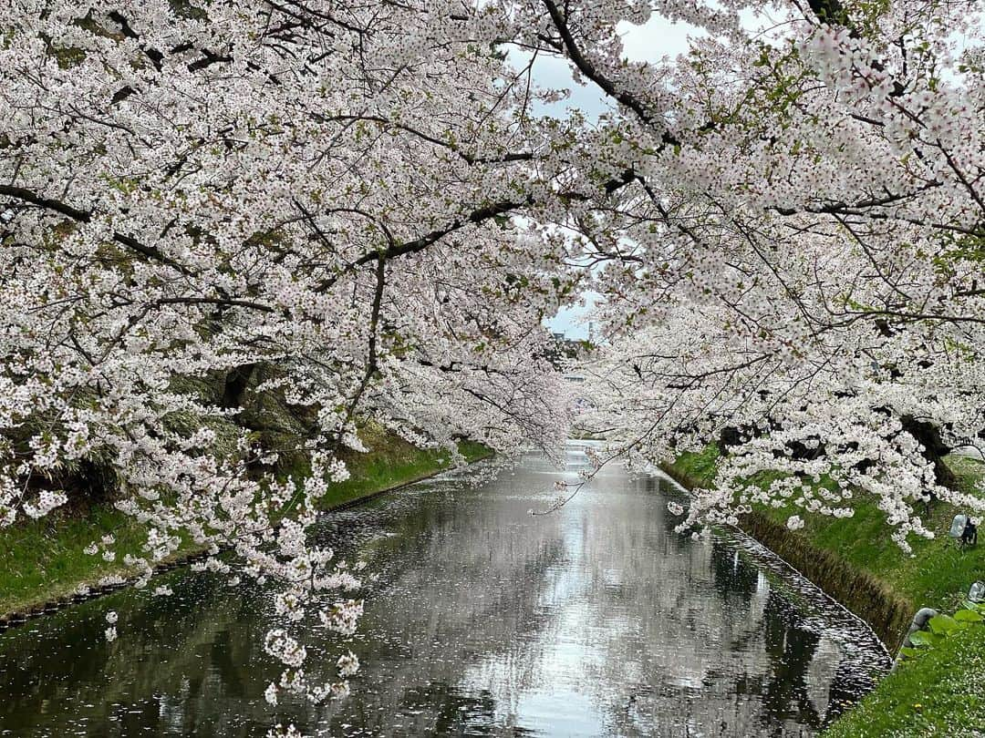 じろうさんのインスタグラム写真 - (じろうInstagram)「弘前の桜はもりもり満開。 いい時に見れました。 カメラマンで加賀くん連れてくればよかった。」4月23日 0時18分 - sissonne_jiro