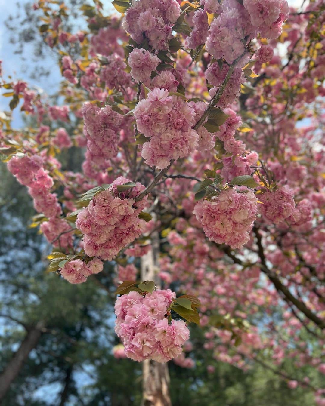 ユンチェヨンさんのインスタグラム写真 - (ユンチェヨンInstagram)「- 마바남매🐰  골프보다 꽃놀이🌸  좋은 날 왕벚꽃도 보고 즐거웠지  화이팅 합시다 동생님 -!」4月24日 15時34分 - cyyoon35