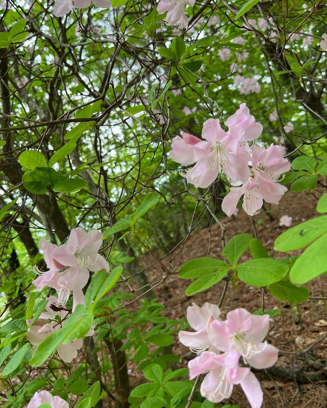 ユンチェヨンさんのインスタグラム写真 - (ユンチェヨンInstagram)「- 마바남매🐰  골프보다 꽃놀이🌸  좋은 날 왕벚꽃도 보고 즐거웠지  화이팅 합시다 동생님 -!」4月24日 15時34分 - cyyoon35