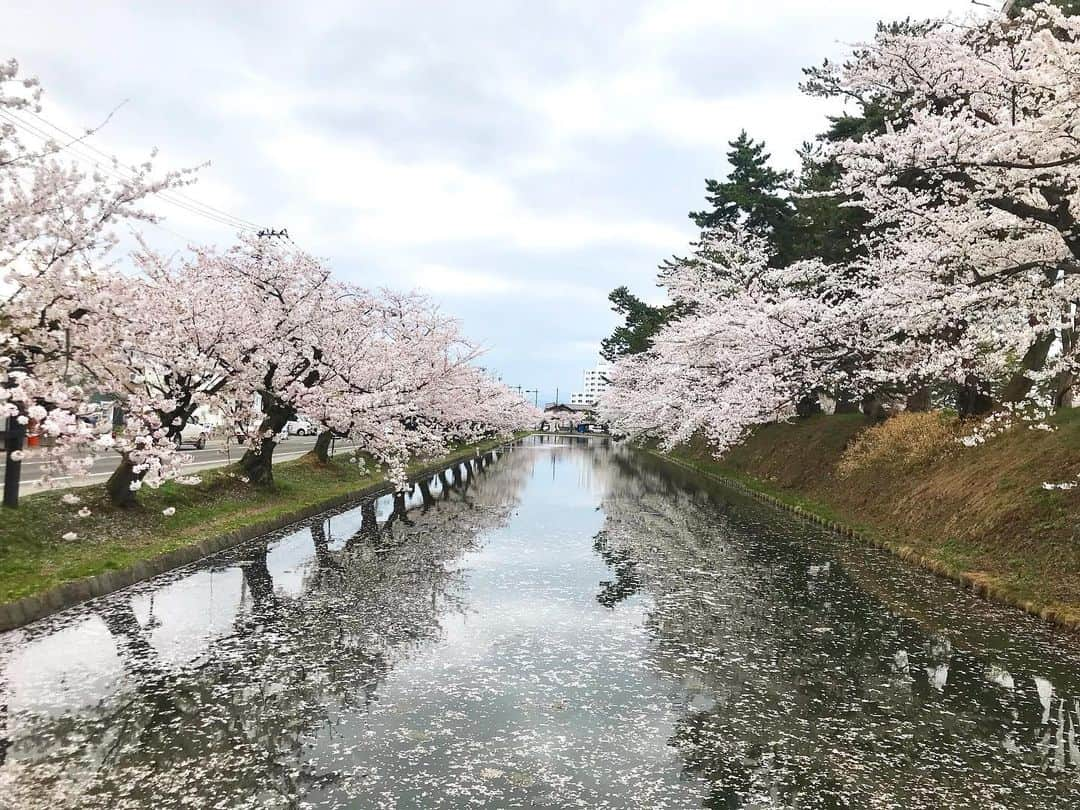 前野えまさんのインスタグラム写真 - (前野えまInstagram)「桜前線が北上しています🌸 ・ ・ #青森 #弘前 #弘前さくらまつり #桜のトンネル #桜の名所 #弘前城 #桜前線 #🌸  #aomori #hirosaki #cherryblossom」4月24日 17時22分 - maeno_ema