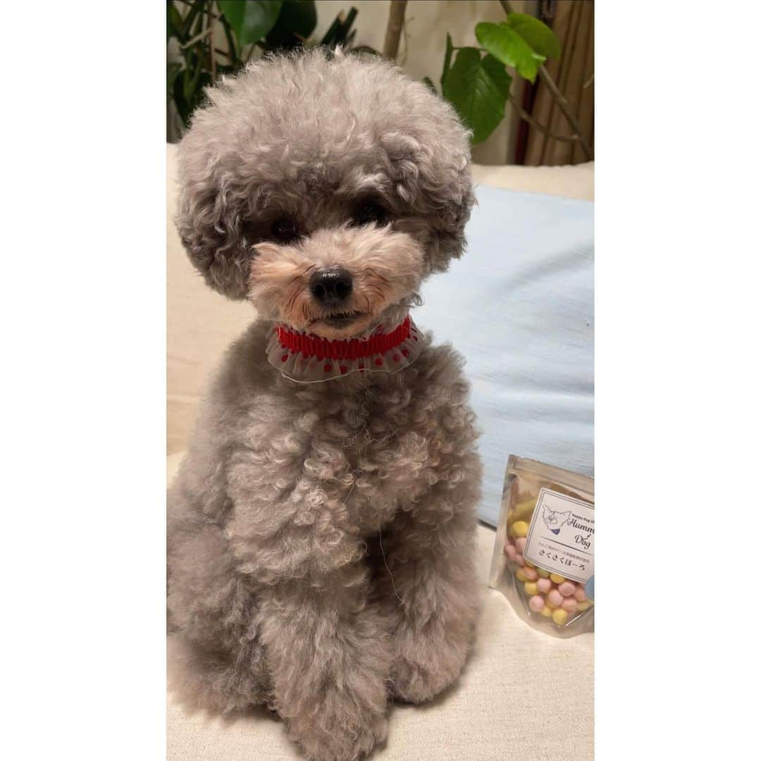 平原綾香さんのインスタグラム写真 - (平原綾香Instagram)「Happy Birthday Sara…! @busysarachan   I love you❣️  #sara #toypoodle #silver #Busy #サラ #トイプードル #シルバー #ayakahirahara #平原綾香」4月24日 19時16分 - ayaka_hirahara_official