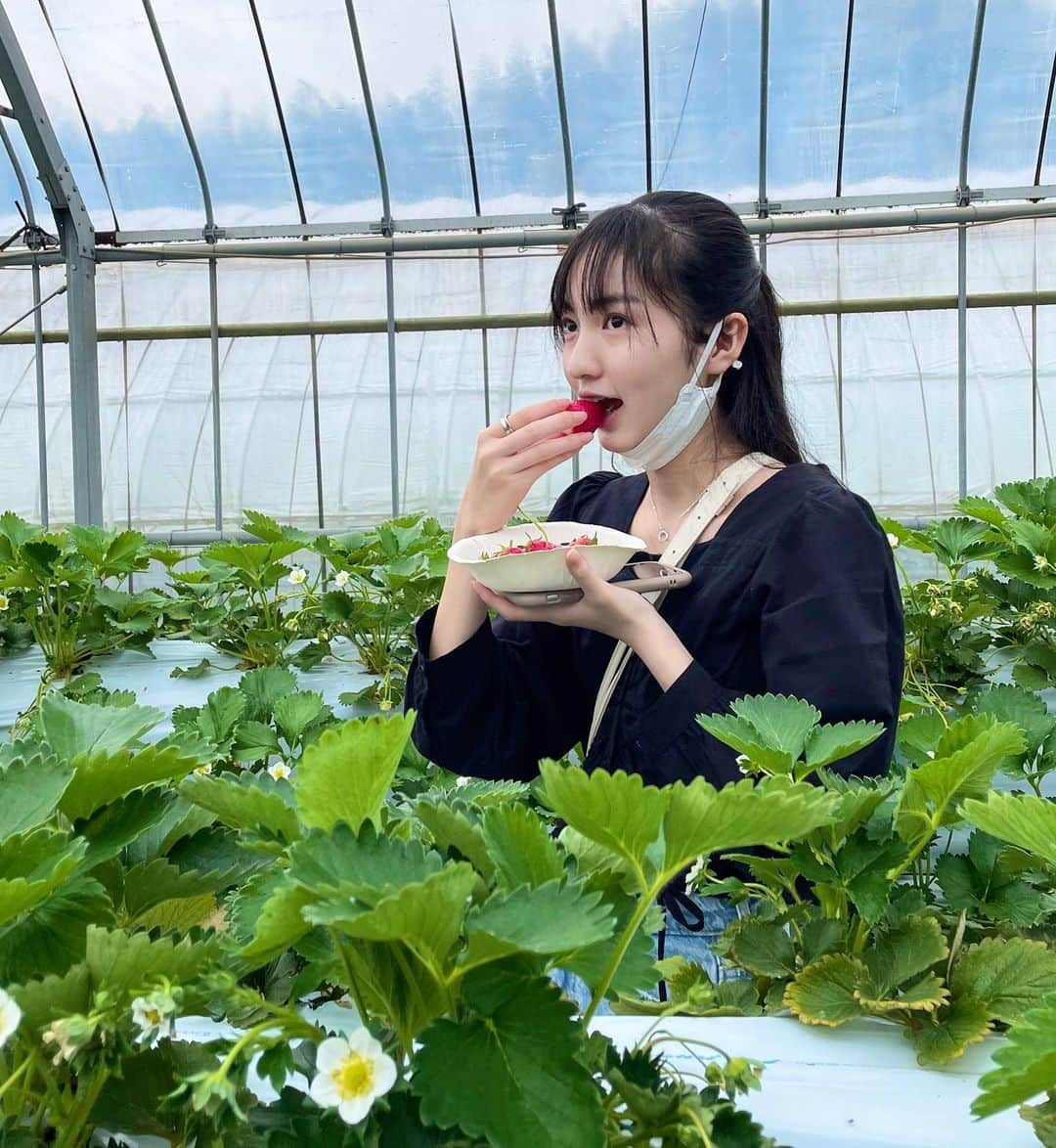 山本紗衣さんのインスタグラム写真 - (山本紗衣Instagram)「🍓 大大大好きなイチゴを🍓 30分食べ放題！ 友達と行くの念願だったから幸せ過ぎた♡ 何個食べたか覚えてないけど 多分30個以上はいただきました😋  明日から校内テスト始まる〜🌀 ・ ・ ・ #いちご狩り #いちご #農園 #strawberry #食べ放題 #お腹いっぱい #フルーツ #fruit」4月24日 19時46分 - sai_ymmt