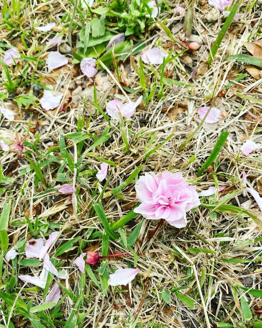 武田訓佳さんのインスタグラム写真 - (武田訓佳Instagram)「🕊 ・ ・ 瞬きする間に過ぎ去っていく4月。 ・ あれもこれも始まったし、 とっても充実している日々。 ふと考えては ありがた〜い気持ちになります☺️ ・ ・ 春のお散歩しました🌸 八重桜の花びらのじゅうたんが綺麗だった🥰 ・ ・ ・ #たけだの日常 #春編 #🌸 #お花見 #散歩」4月24日 20時09分 - kunika0117
