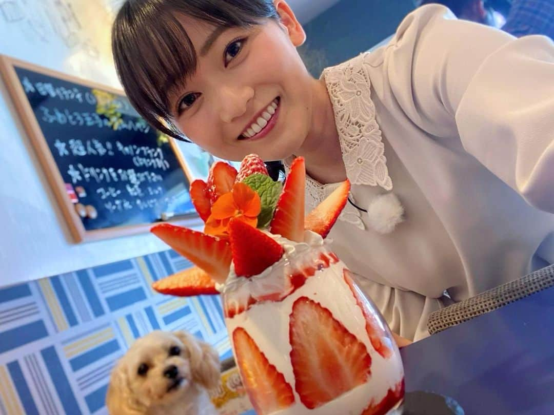 南雲穂波さんのインスタグラム写真 - (南雲穂波Instagram)「イチゴパフェ〜🍓🍓🍓 なんだか視線を感じる…🐶  #cocodecafe #ココデカフェ #ドデスカ！#木曜ドデスペ #絶景めし #メーテレ #アナウンサー #メーテレアナウンサー #南雲穂波 #もぐロケ #なぐもぐもぐ」4月26日 19時25分 - honami_nagumo_nbn