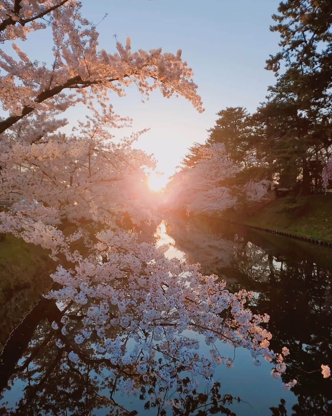 鈴木理香子さんのインスタグラム写真 - (鈴木理香子Instagram)「私のアナウンサーとしてのスタート地点🎤🌱  弘前城の下乗橋🌸  青森の友人から🌸の便りがあり 懐かしく思い、以前訪れた際の写真を 掘り出しました📷️✨  社会人1年目の最初のお仕事は この下乗橋で中継をする先輩アナウンサーの カウント出し⌚ リポートではなく、まずは時間管理からでした😉  ミスがあってはいけないと 大変緊張したことを覚えています😳  社会人1年生の皆さん  コロナでぎゅーっとした生活をしていた皆さん  疲れは出ていませんか？ GW 息抜きできると良いですね😉  初心と桜と岩木山の美しさを思い出して 私はほっこりしました😊  青森の皆さんにも会いたいっきゃ🍎💕  へばの➰👋😃  #青森 #弘前城 #🌸 #さくら #鈴木理香子 #過去pic」4月27日 14時08分 - rikako.suzuki