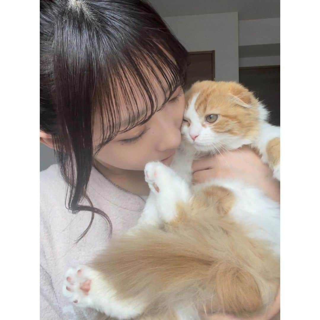 石川翔鈴さんのインスタグラム写真 - (石川翔鈴Instagram)「. むぎちゃんです、🐈♡♀  2ヶ月前にお迎えして 仲良く二人で暮らしています。  ﾆｬﾝ  #YouTubeでふらっと登場してもらおうかと思ったのですが皆さんびっくりしちゃうなあと思い報告してみました」4月28日 16時17分 - karen__i328