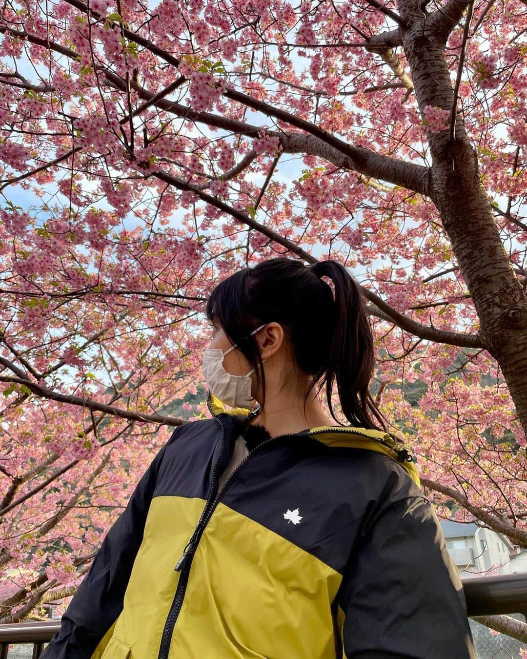 北原里英さんのインスタグラム写真 - (北原里英Instagram)「🌸🌸🌸 BS松竹東急📺こんなところでキャンパーズ！ ロケ先では河津桜が満開でとっても綺麗でした👏🏻🥹 ロケ中に #佐藤アツヒロ さんが たくさん写真を撮ってくださいました🌸 写真を撮るのが好きだそうで、本当に写真が上手でいい写真たくさんです🥹 ありがとうございます🌸 わたしが持ってるカバン🧰のキャラクターは この番組のキャラクターです😂カワイイ 毎週水曜22時半から放送中📺 来週もわたしは出演しますので是非見てください🏕 .  #こんなところでキャンパーズ  #河津桜 #伊豆 #キャンプ」4月28日 21時32分 - rie_kitahara_3