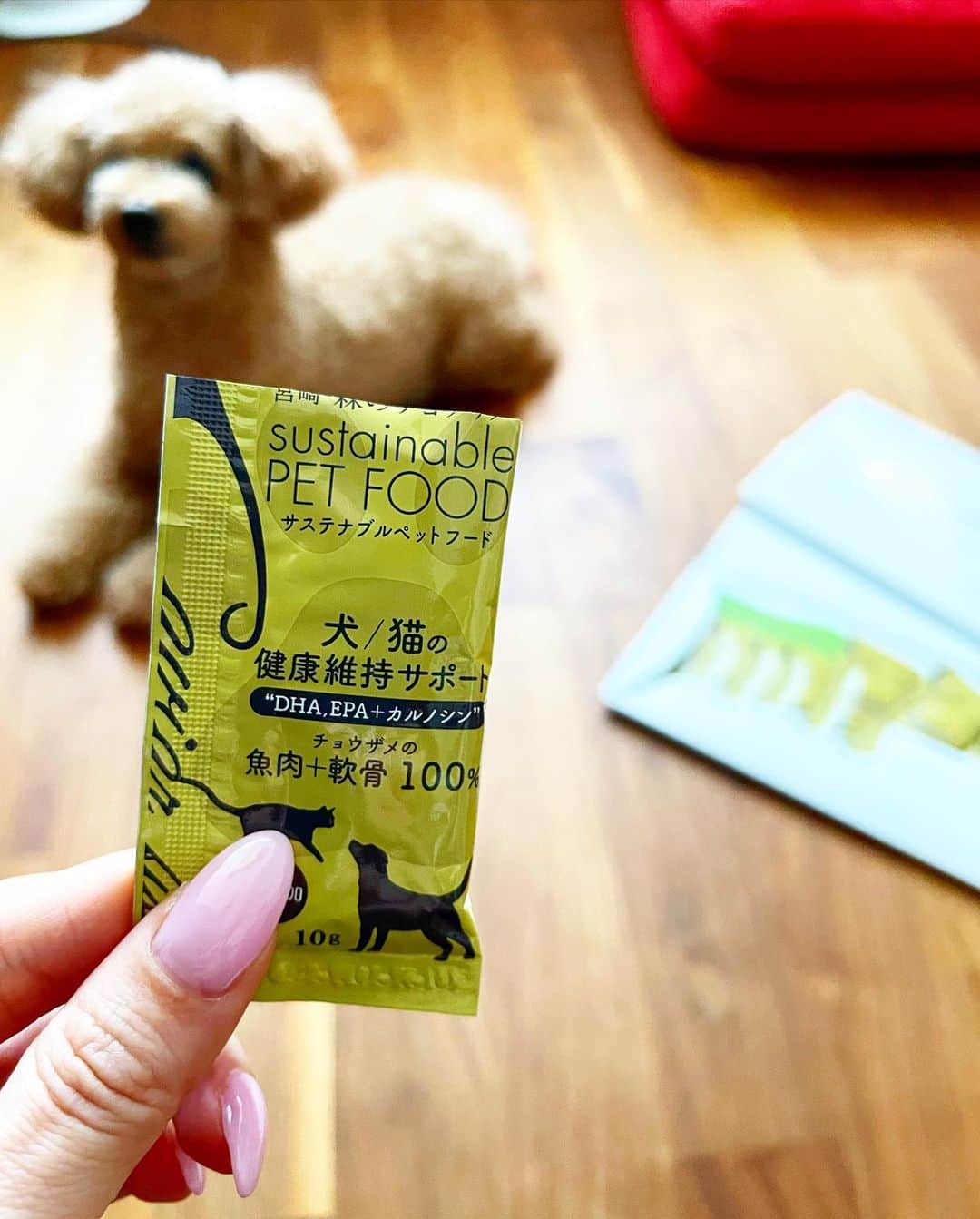 宮崎宣子さんのインスタグラム写真 - (宮崎宣子Instagram)「宮崎で破棄されていたチョウザメを再利用しようと、  @miyazaki_forestcaviarfish   お魚の卸しをされている築地さんが、 @kayokotsukiji   ワンちゃん用ペットフードに大変身させてくれました😆 @kyushu_tsukiji   フードロスの観点でも、チョウザメは、栄養価が高く特に高齢犬のカルシウム補給には最適です❣️  アロハも9歳で、今年で10歳になります。 チョウザメを水煮しただけの添加物も入っていない本当に犬のことと環境のことを考えてくれたペットフードに感謝です🙏  アロハは、本当にチョウザメが大好きで、袋を見ただけで伏せしてまってます🐶💓  愛犬のことを大切に思う皆様に是非🐶❤️  #チョウザメ #宮崎県 #フードロス #環境を守る  #ペットフード #水煮 #無添加 #高齢犬との暮らし  #カルシウム摂取  #foodloss  #petfood #nonchemical  #forpets  #miyazakiprefecture  #fish」4月29日 0時39分 - miyazaki_nobuko