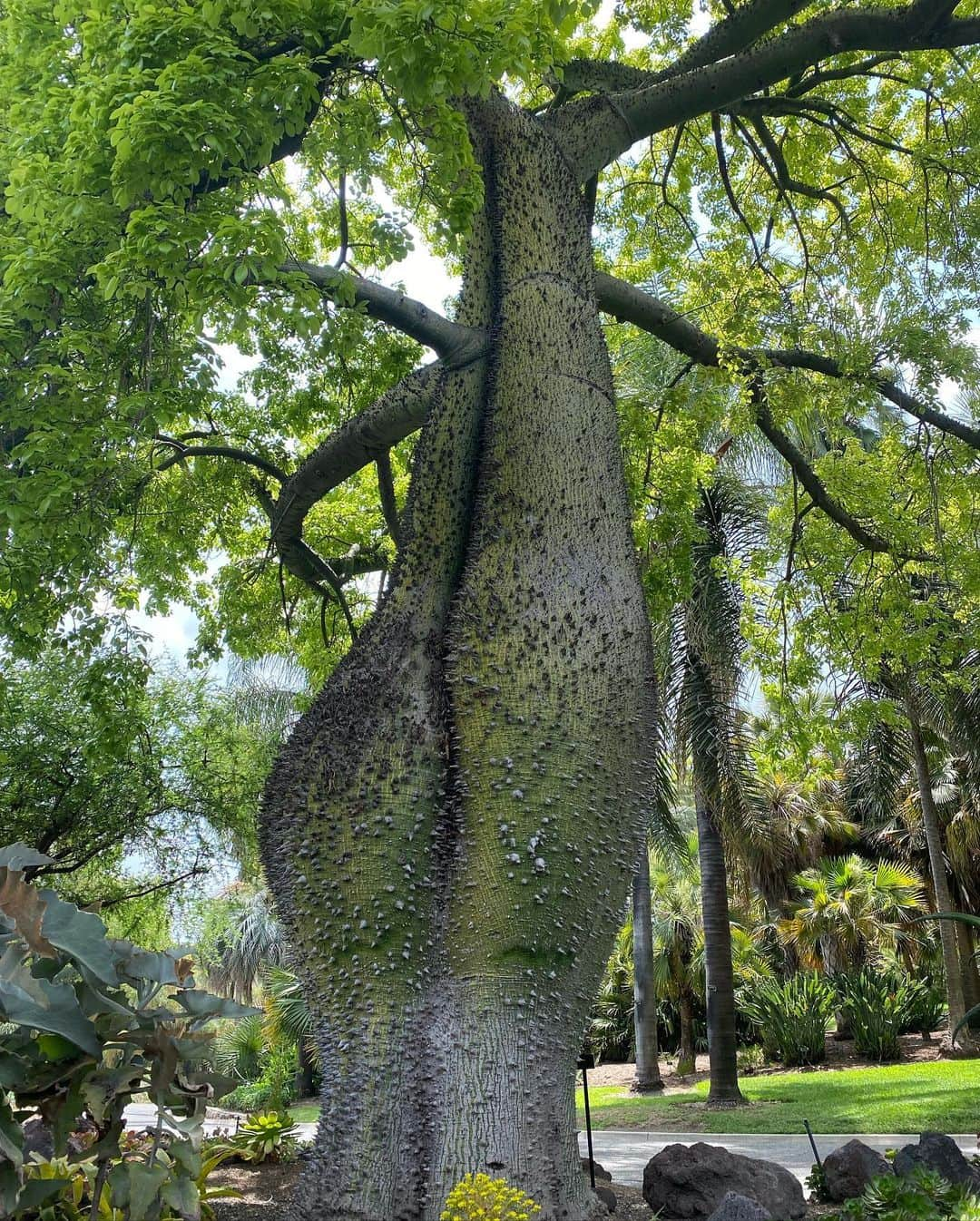 キーラ・コサリンさんのインスタグラム写真 - (キーラ・コサリンInstagram)「*alexa, play Garden Song by Phoebe Bridgers* also, pls swipe for the world’s dummy thickest tree 🌳🍑🍰」4月29日 8時19分 - kirakosarin