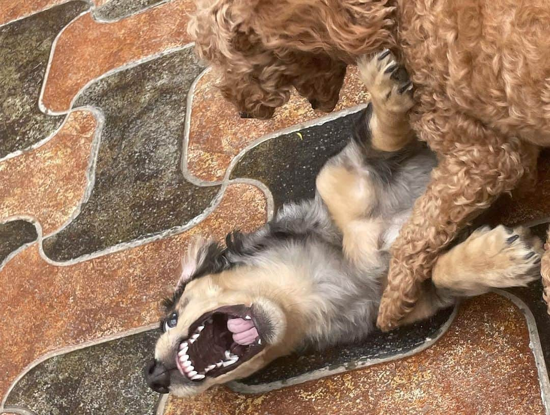 ダソム さんのインスタグラム写真 - (ダソム Instagram)「🐍🐩🐕🐱 매력있는 조합」4月29日 12時59分 - som0506