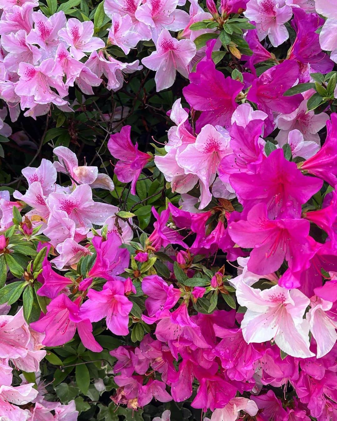 清瀬汐希さんのインスタグラム写真 - (清瀬汐希Instagram)「. . よく見かけるこの花、好きでフォルダに溜まってく🌺♡ . .」4月29日 22時52分 - yuki_kiyose_
