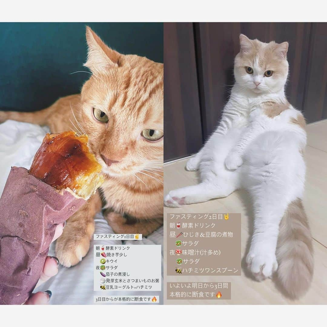 木下ひなこさんのインスタグラム写真 - (木下ひなこInstagram)「先週1週間はファスティング(断食)期間でした🥺👏  体重2.4キロ減、体脂肪率3.2%減という 結果が出て嬉しかったです🥰🔥 ※専門の先生の指導のもと行いました🙏  ファスティング後は いままで以上に食べ物が美味しく感じるため 食べすぎないように気をつけています🤣!!!ﾀﾍﾞﾀｲﾓﾉﾀｸｻﾝ笑 人生一度きりなので とても良い経験になったし、 また機会があればやりたいなと思います☺️ 楽しく引き締まってよかった❤️‍🔥  #ファスティング#断食#ダイエット#酵素#酵素ドリンク#サラダ」4月30日 21時10分 - hinako_0525