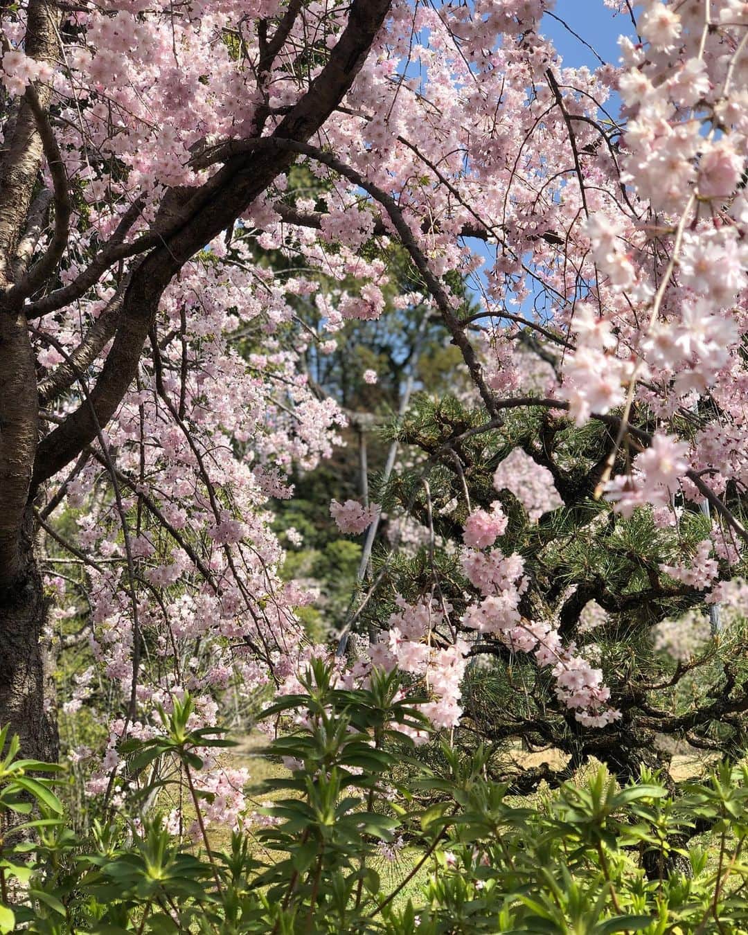 檀れいさんのインスタグラム写真 - (檀れいInstagram)「🌸🌸  ある日のぶらり🌸🌸  今年も素敵な京都の桜に出逢いました🌸  どの桜も美しくて とても幸せな気持ちになりましたよ🌸  京都ぶらり歴史探訪 BS朝日 5月4日20時〜 「桜の名所ベスト10」  皆さんも京都の桜の美しさを ぜひ、ご覧くださいね🌸  檀れい🌸  #danrei #檀れい #だんれい  #太田プロ #京都ぶらり #桜 #お花見 #お花見スポット #日本の美 #日本の景色 #BS朝日 #tomokokodera #kashikeybrowndiamond  #檀スタグラム」4月30日 23時39分 - danrei_official