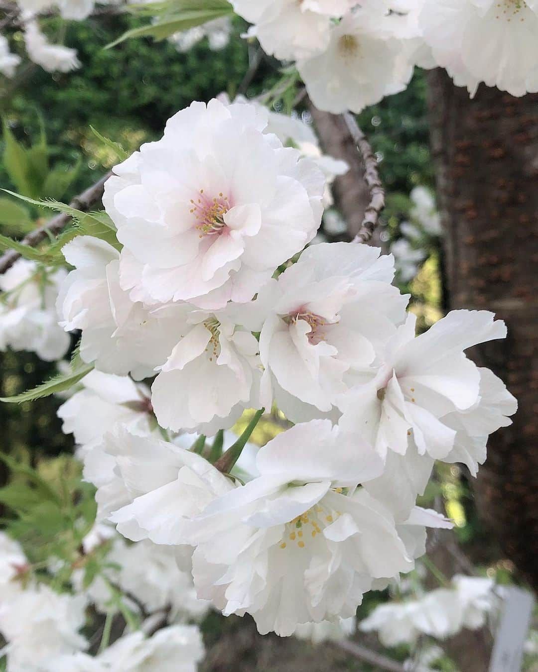 檀れいさんのインスタグラム写真 - (檀れいInstagram)「🌸🌸  ある日のぶらり🌸🌸  今年も素敵な京都の桜に出逢いました🌸  どの桜も美しくて とても幸せな気持ちになりましたよ🌸  京都ぶらり歴史探訪 BS朝日 5月4日20時〜 「桜の名所ベスト10」  皆さんも京都の桜の美しさを ぜひ、ご覧くださいね🌸  檀れい🌸  #danrei #檀れい #だんれい  #太田プロ #京都ぶらり #桜 #お花見 #お花見スポット #日本の美 #日本の景色 #BS朝日 #tomokokodera #kashikeybrowndiamond  #檀スタグラム」4月30日 23時39分 - danrei_official