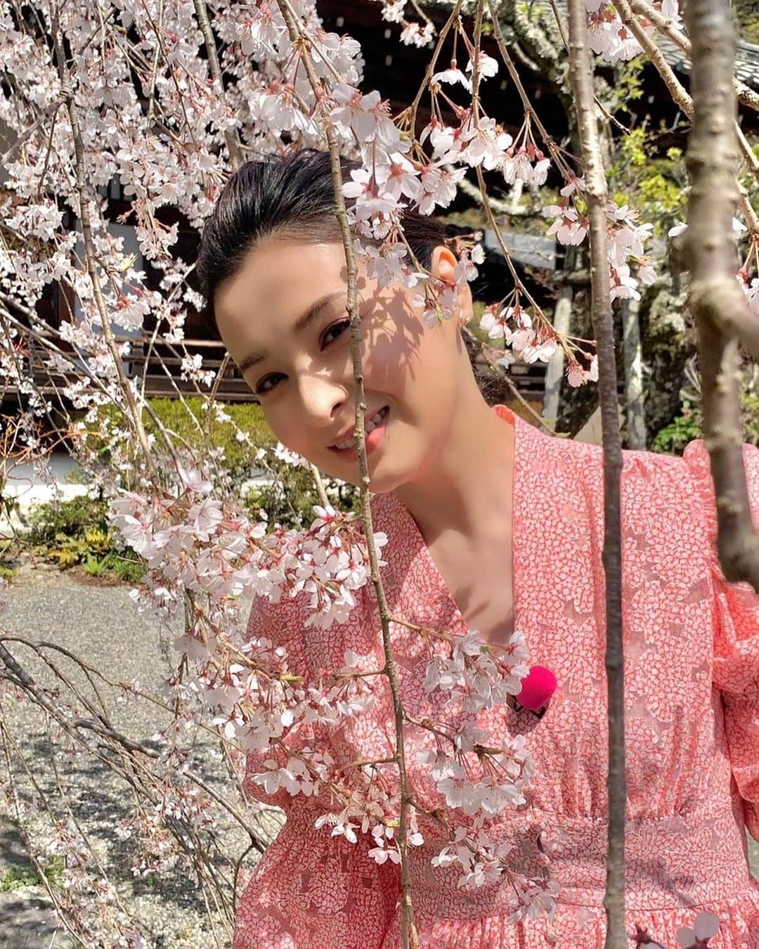 檀れいさんのインスタグラム写真 - (檀れいInstagram)「🌸🌸  ある日のぶらり🌸🌸  今年も素敵な京都の桜に出逢いました🌸  どの桜も美しくて とても幸せな気持ちになりましたよ🌸  京都ぶらり歴史探訪 BS朝日 5月4日20時〜 「桜の名所ベスト10」  皆さんも京都の桜の美しさを ぜひ、ご覧くださいね🌸  檀れい🌸  #danrei #檀れい #だんれい  #太田プロ #京都ぶらり #桜 #お花見 #お花見スポット #日本の美 #日本の景色 #BS朝日 #tomokokodera #kashikeybrowndiamond  #檀スタグラム」4月30日 23時39分 - danrei_official