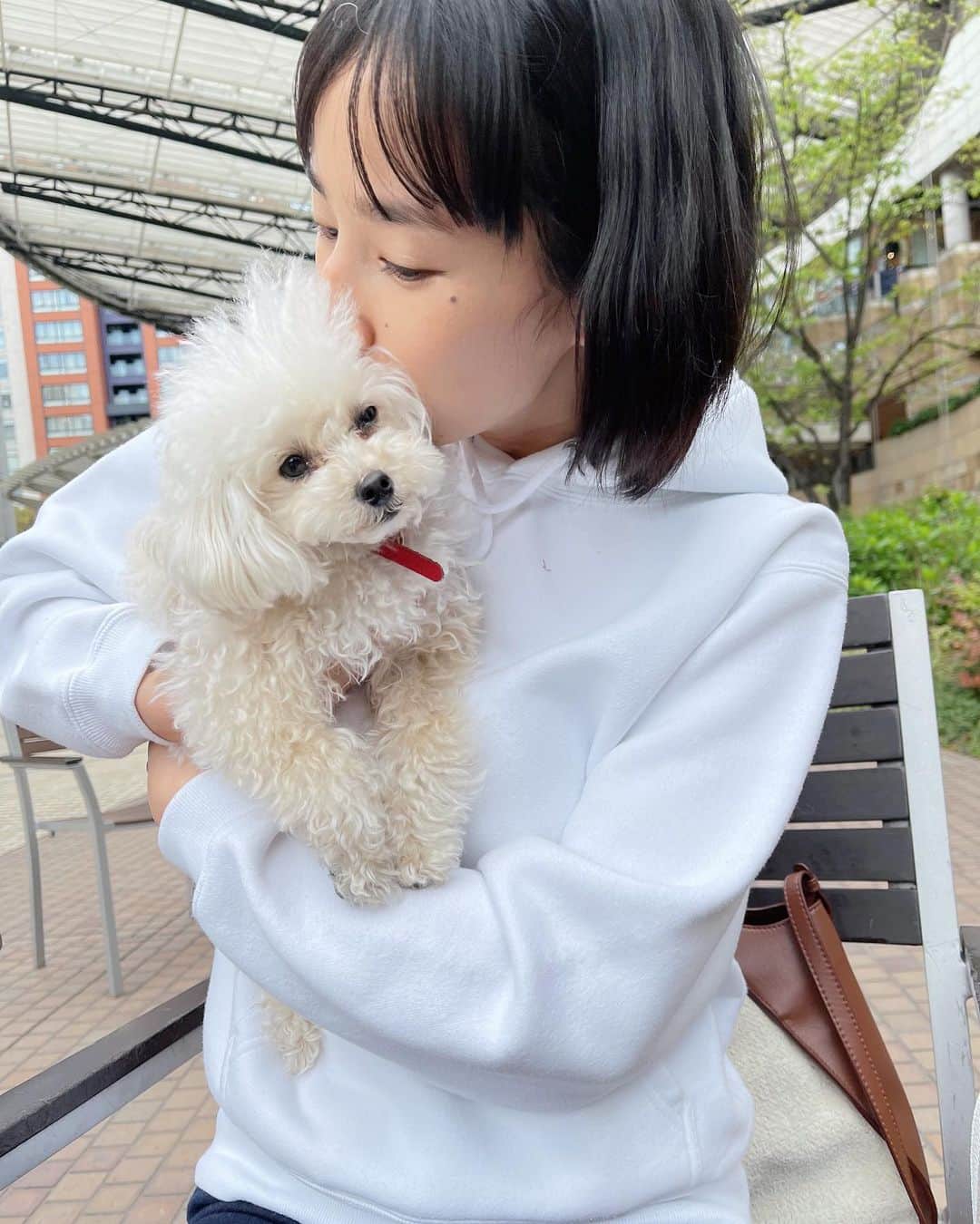 高嶋香帆さんのインスタグラム写真 - (高嶋香帆Instagram)「おっちさんトロンとしておる🐶  #犬吸い #犬のいる生活 #トイプードル #プードル多頭飼い」5月2日 18時19分 - kaho_takashima