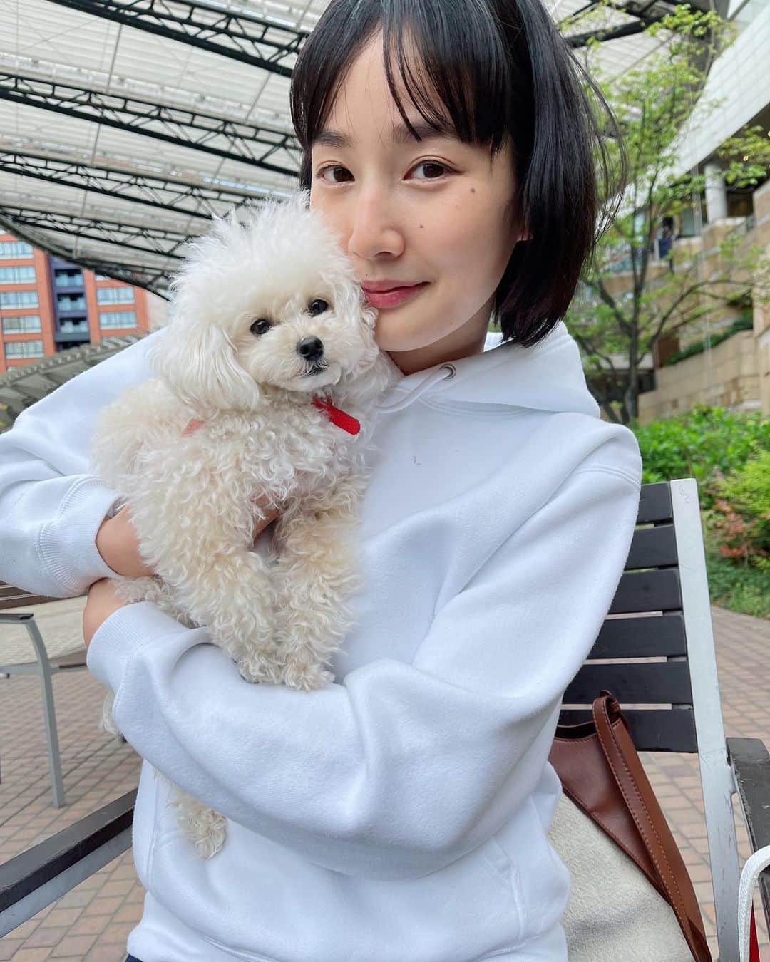 高嶋香帆さんのインスタグラム写真 - (高嶋香帆Instagram)「おっちさんトロンとしておる🐶  #犬吸い #犬のいる生活 #トイプードル #プードル多頭飼い」5月2日 18時19分 - kaho_takashima